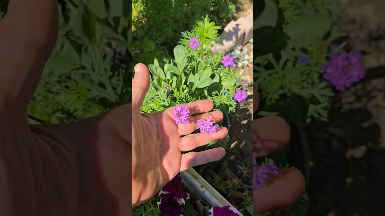 نبات المينا الزاحفة من اجمل الزهور الربيعية 🥀حديقتي جنتي🥀