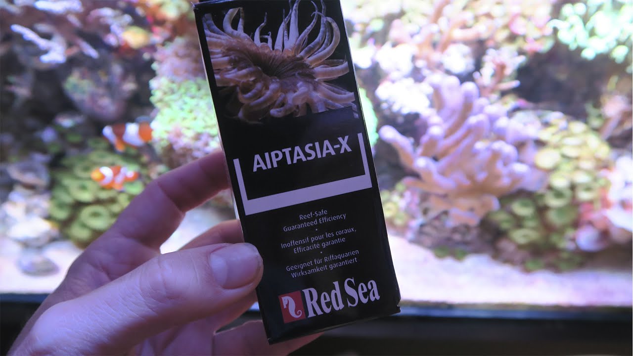 Aiptasia X de Red Sea eliminando aiptasias del acuario marino.