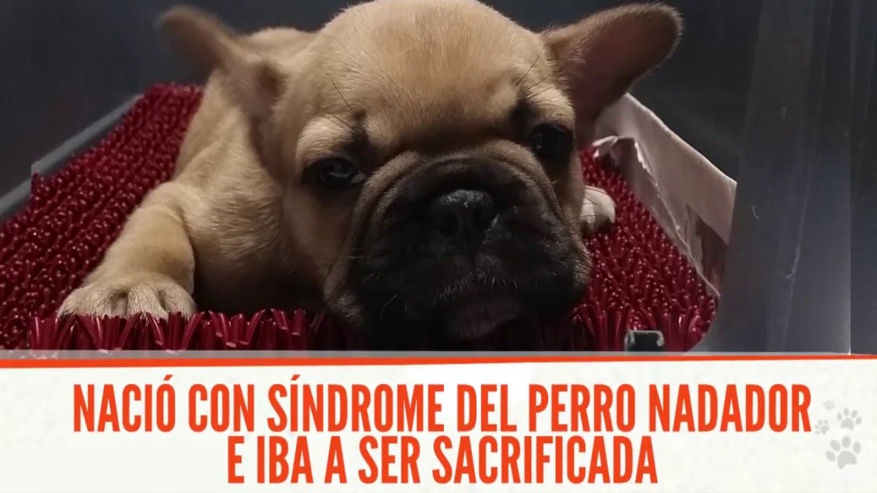 Inspirador video de Khaleesi, la nueva integrante de la familia de Puppyland