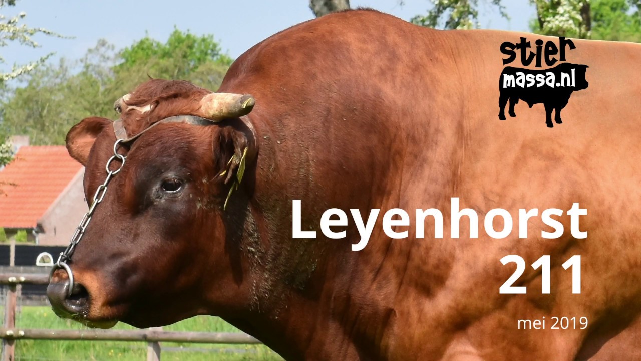 Verbeterd Roodbont - Leyenhorst 211