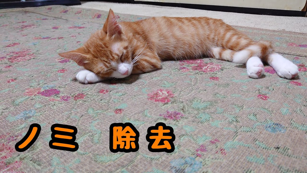 【保護猫】ノミとりクシでザクザクノミ除去してみた🐱