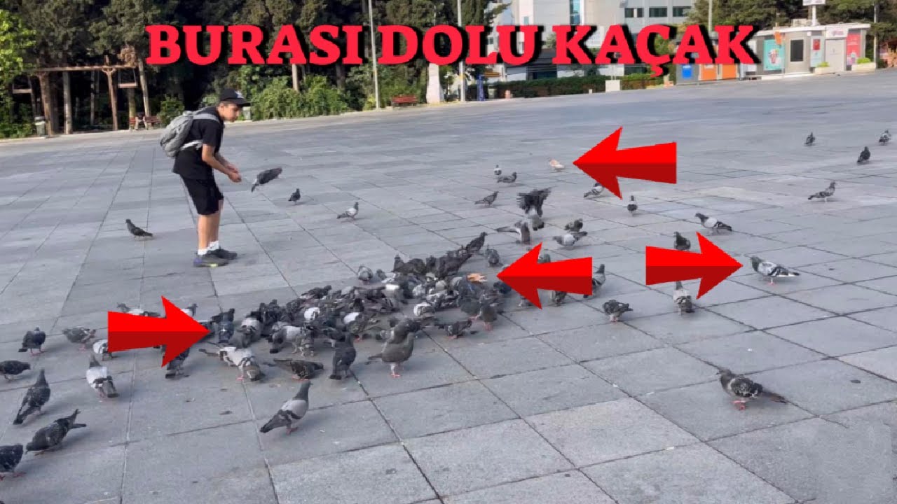 Yabani Güvercinler Arasında Kaçak Sürüsü ! ( Kaç Tane Yakaladık ! )