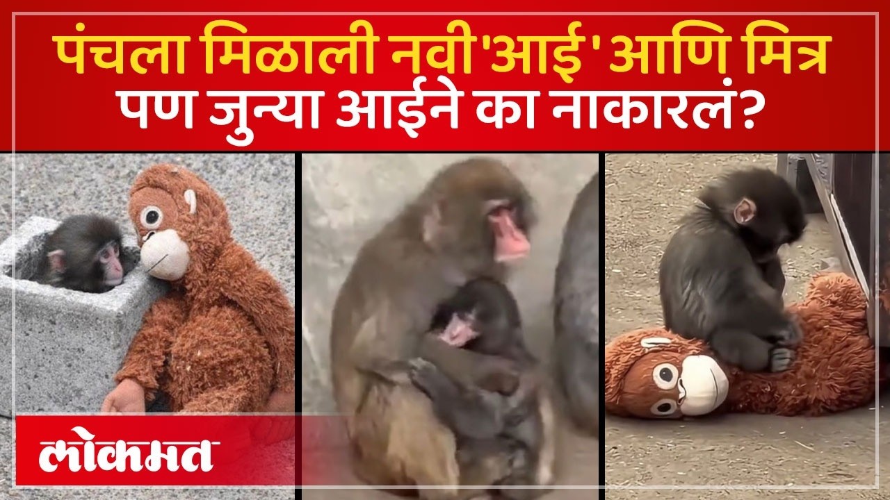आईने नाकारलेल्या 'पंच' माकडाची हृदयस्पर्शी कहाणी: खेळण्यातील आई ते खरी मैत्री! | Punch Monkey | AC2