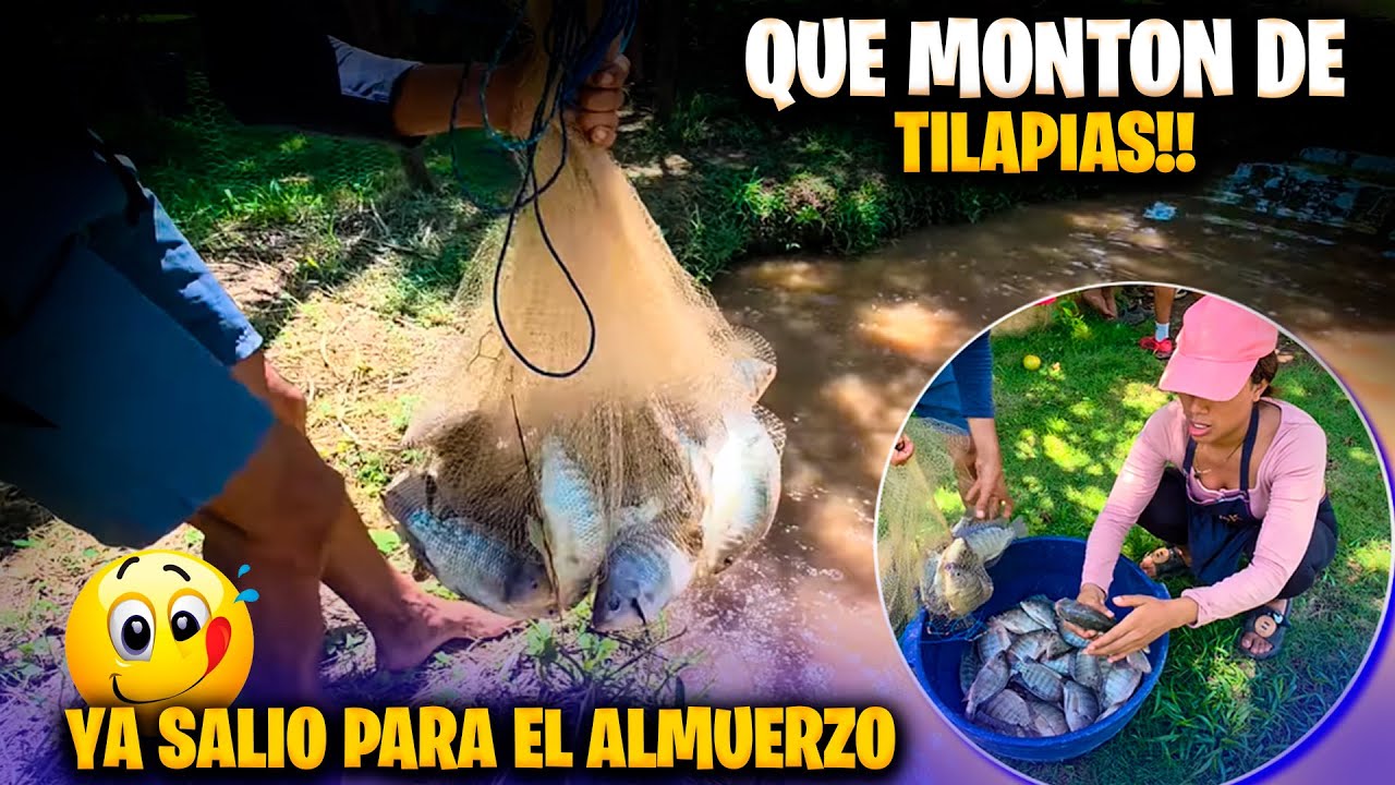Ya cayeron montón de tilapias! Jilo fue el primero de la plaga que agarró. Heydi se enoja con Briss.