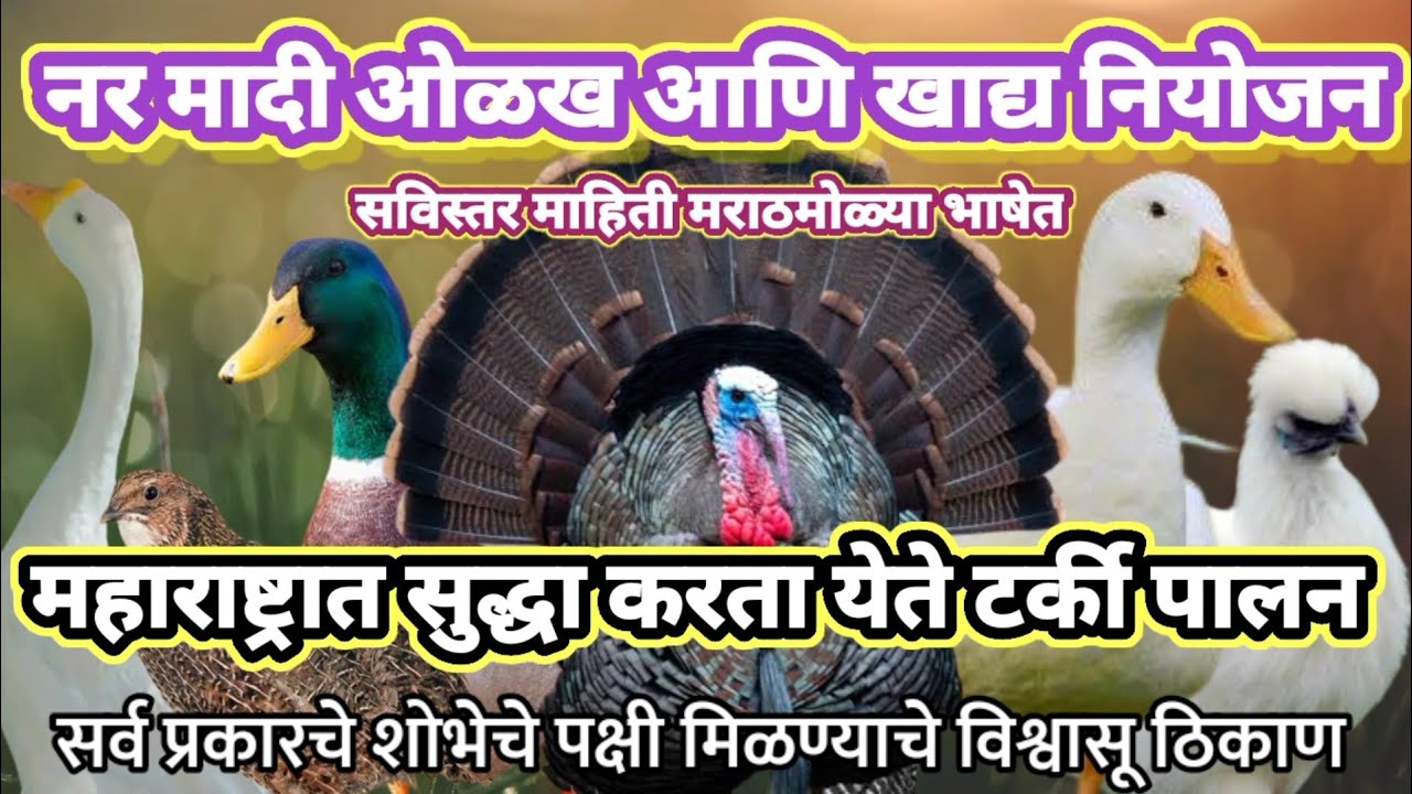 आपल्या महाराष्ट्र राज्यात टर्की,बदक, सिल्की, गिनिफॉवुल पालन आणि व्यवस्थापन कसे केले जाते पहा