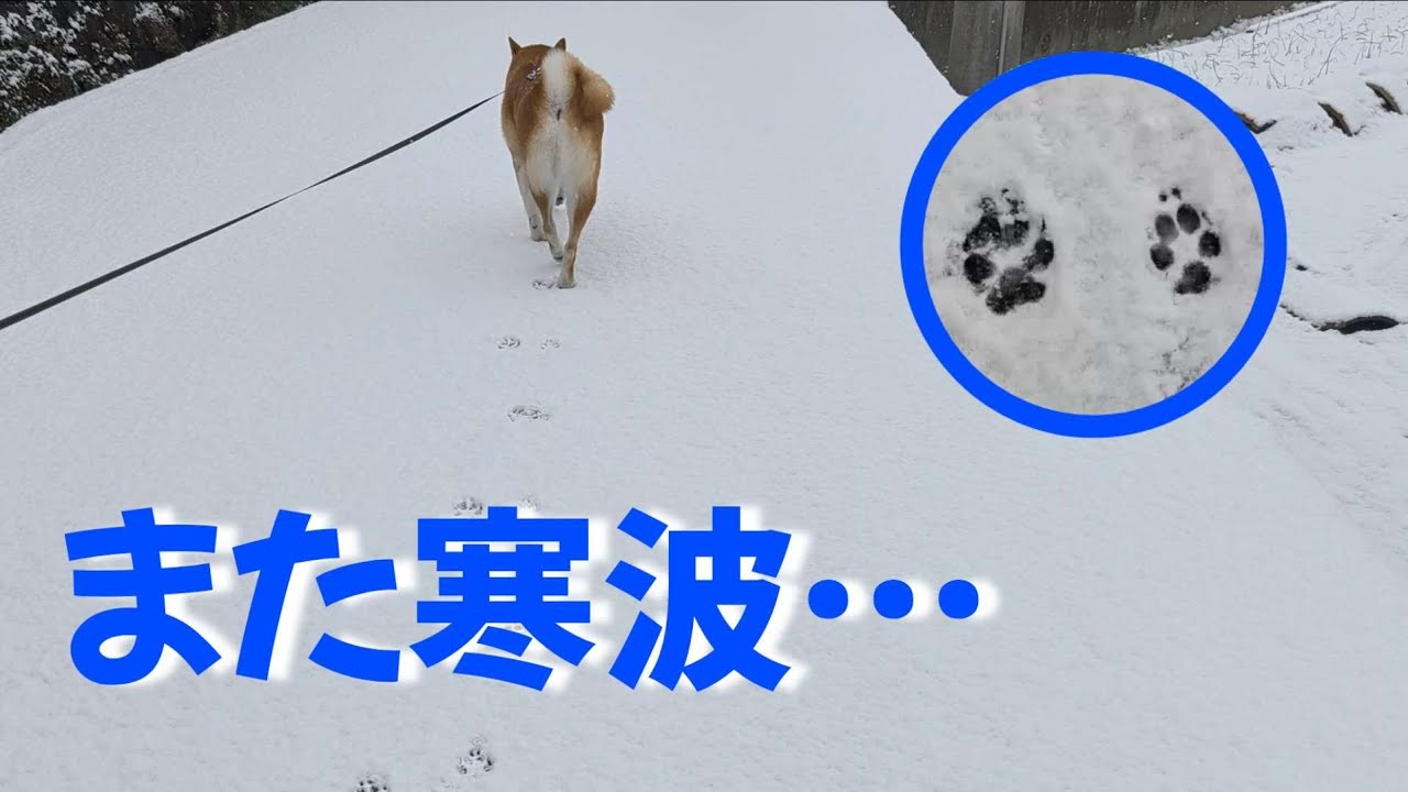 【もう勘弁】雪散歩の後に待ち受ける地獄はこちら
