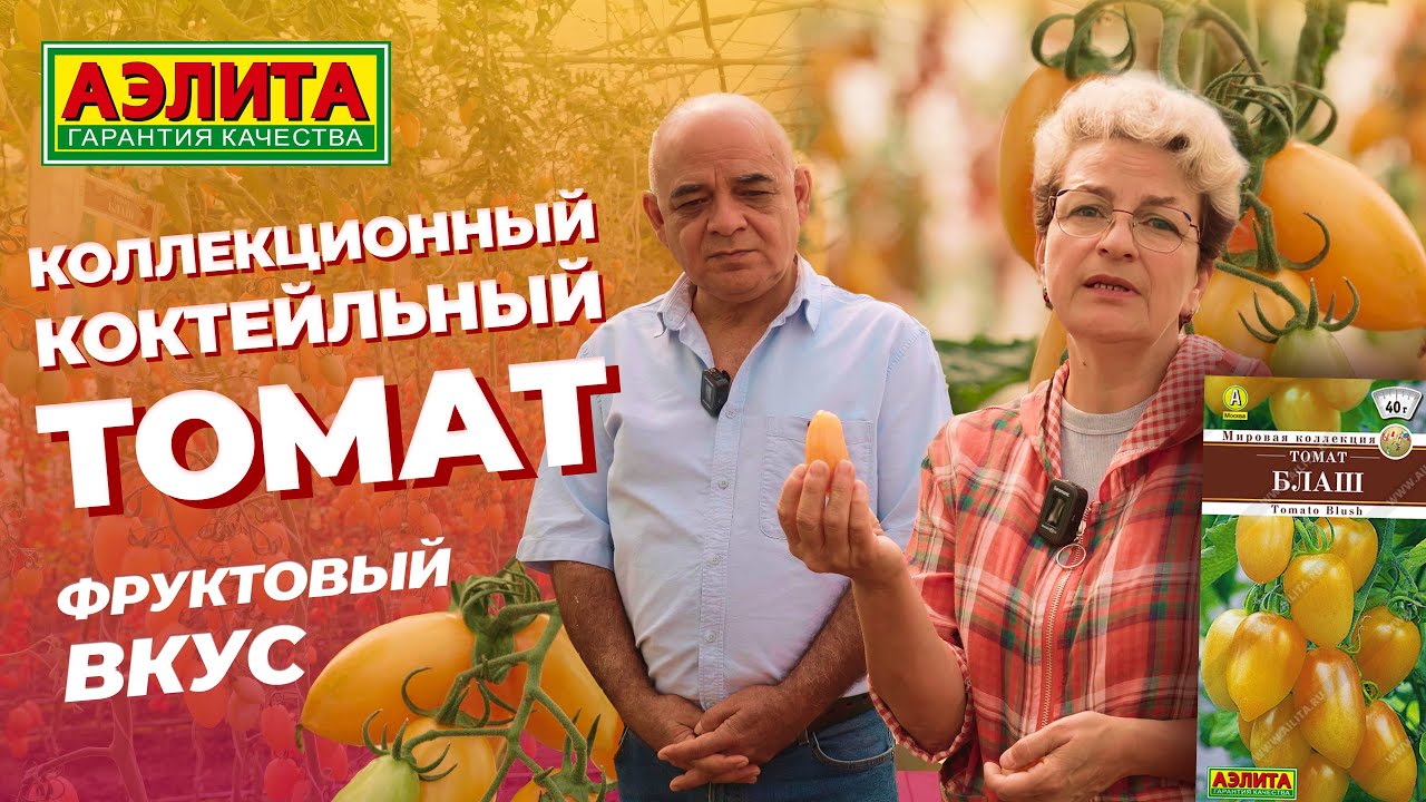 Коллекционный коктейльный сорт томата БЛАШ - неприхотлив к погодным условиям!