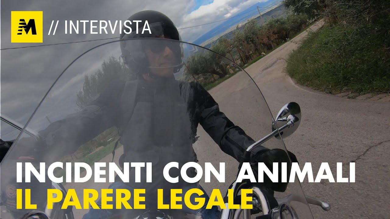 Incidenti con animali: cosa fare