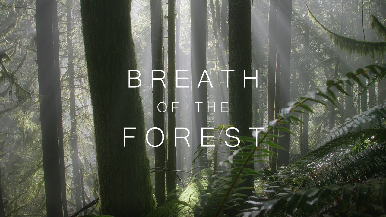 Breath of The Forest - Lumix GH5 Cinematic (4K) Nature Film