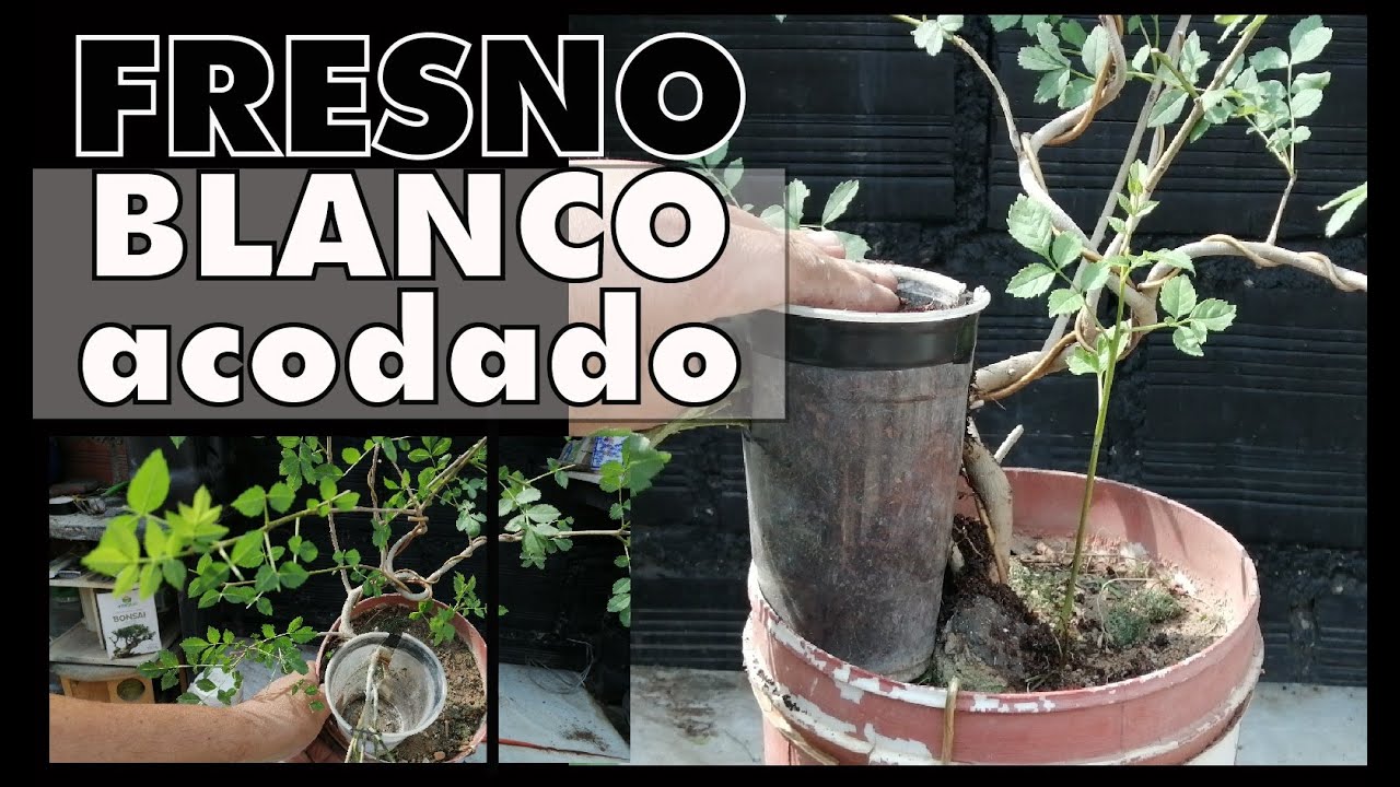 FRESNO BLANCO - ACODADO  #fresnobonsai #acodoaereo #盆栽