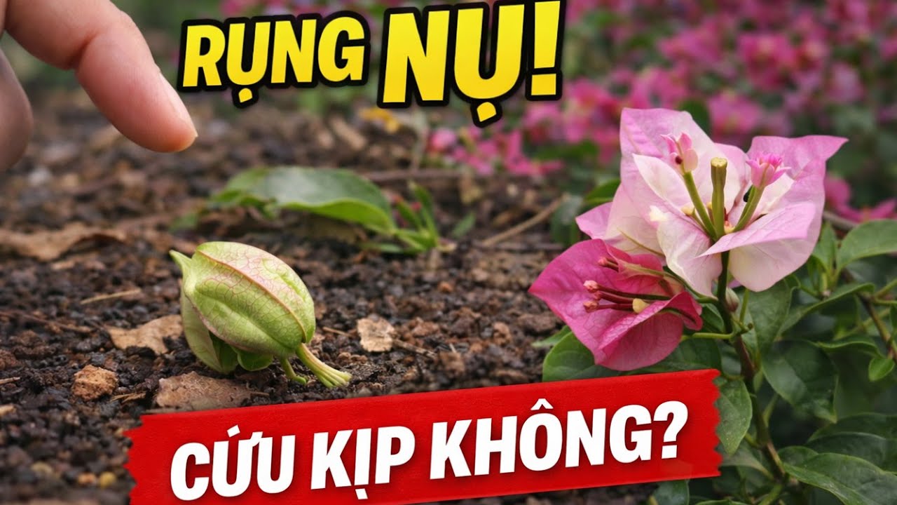 Hoa Giấy Rụng Nụ, Cách Cứu Kịp Tết ?