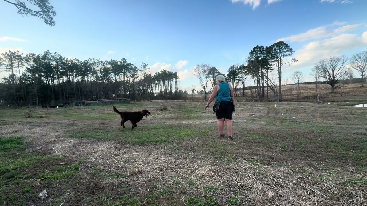 Brighton working on whistle sits with stand alone throws on T pattern 