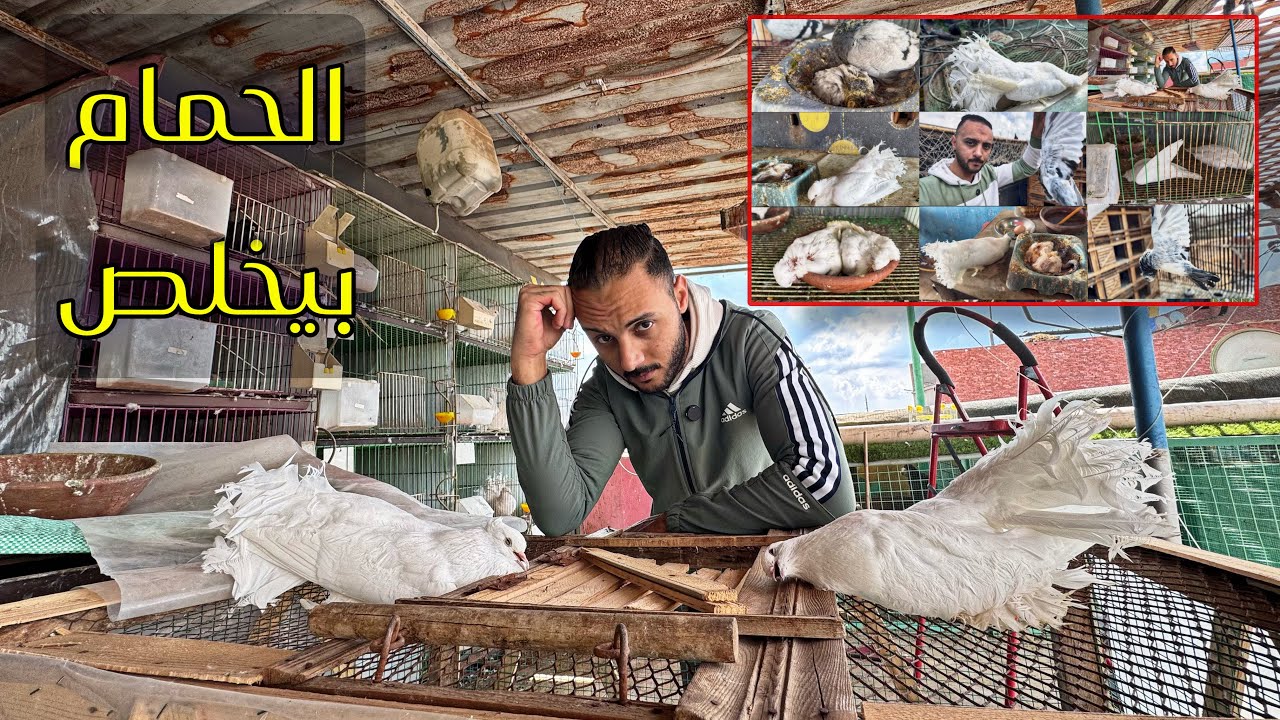 حمامي بيروح مني والسبب😳(الهزاز بزغاليله _اللاحم بالبيض )اول مره يحصلي الكلام دا