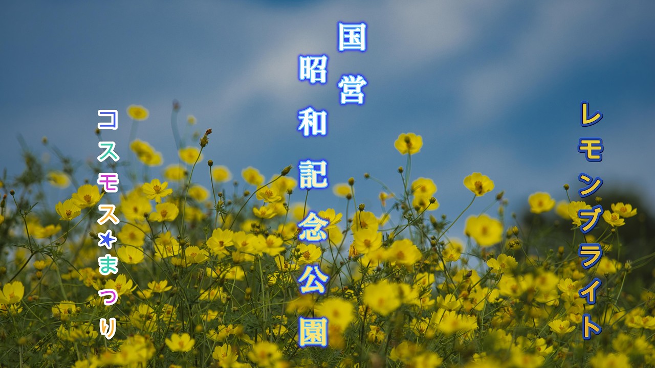 【昭和記念公園】レモンブライト咲くコスモス祭りを見てきました【４K】コスモス　センセーション