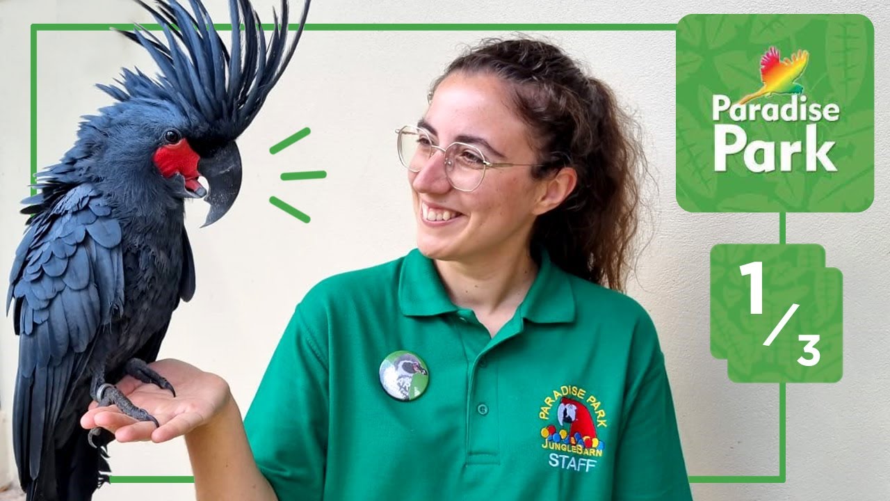 CÓMO ES trabajar en un parque ZOOLÓGICO de INGLATERRA ~ (Parte 1 de 3)