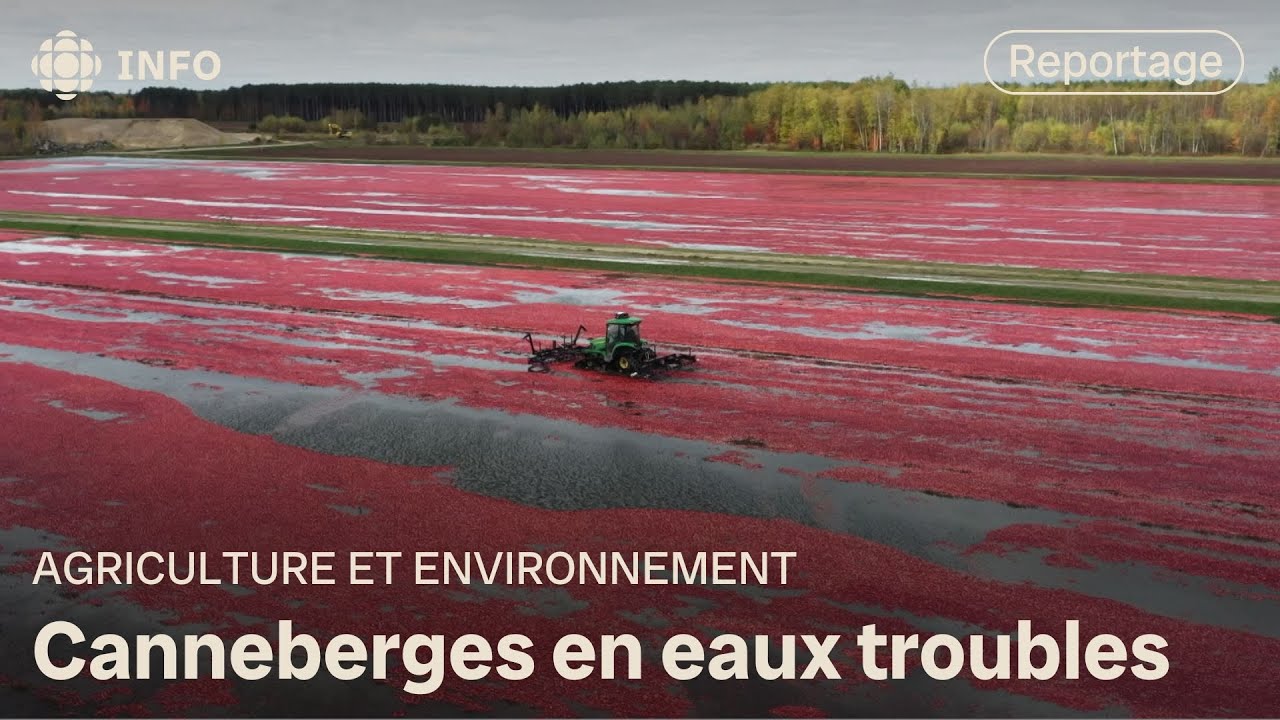 Canneberges en eaux troubles | La semaine verte