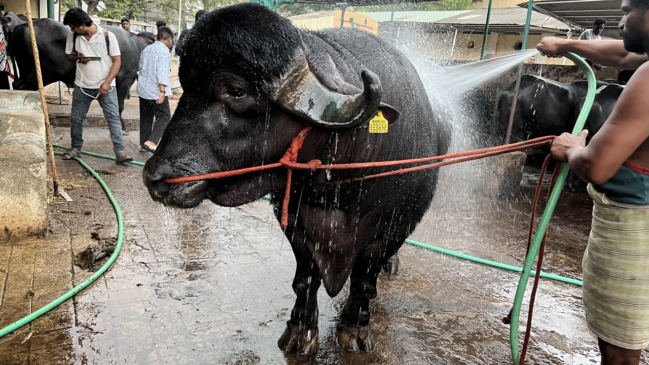 Khairatabad madhu Yadav Bulls Getting ready for Sadar festival 2023 | khairatabad Sadar 2023