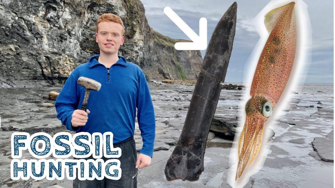 Gigantic Squid Fossil! Fossil Hunting