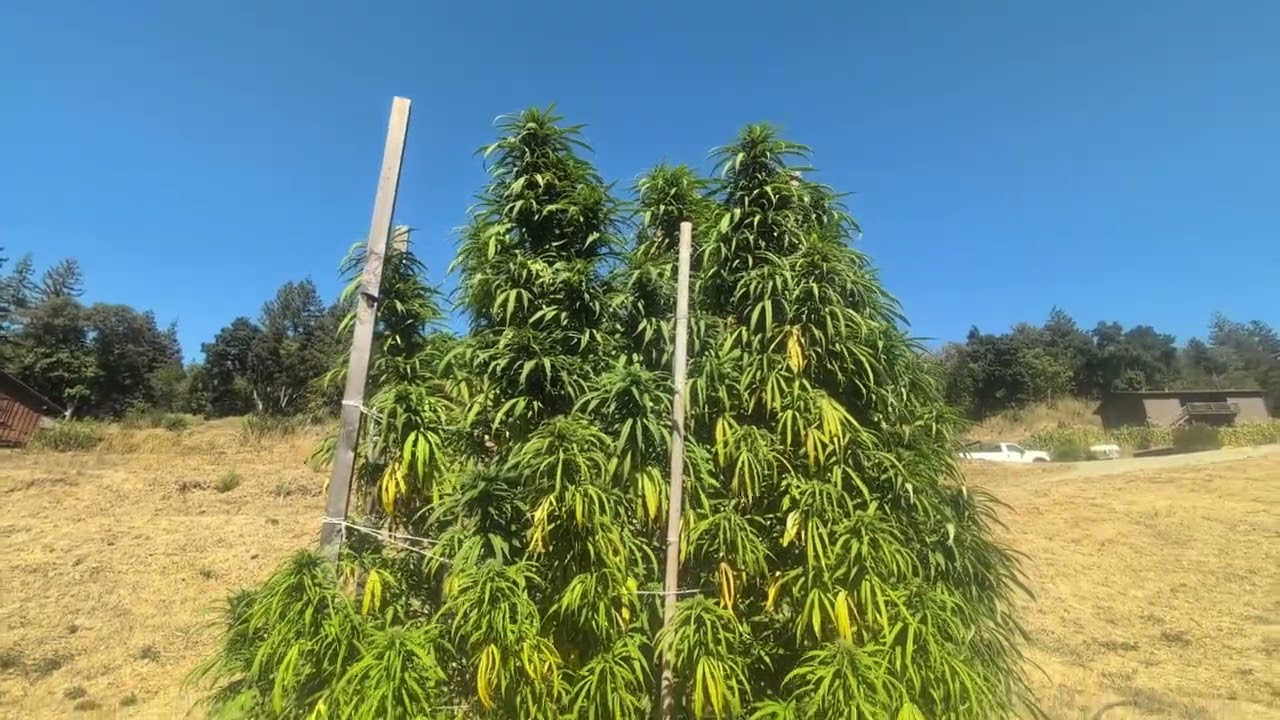 Walking Tour of Jade Nectars Amazing Landrace Garden