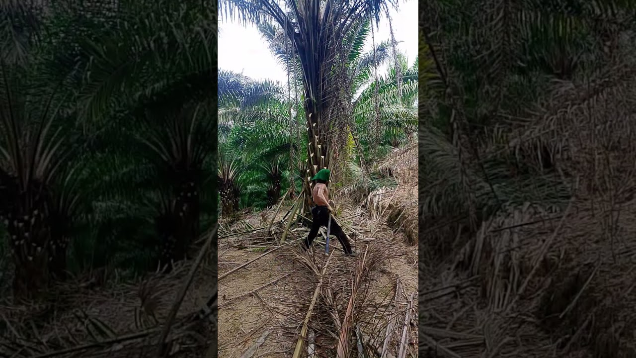 Puning pokok sawit dari bawah sampai atas mengerikan bukan???