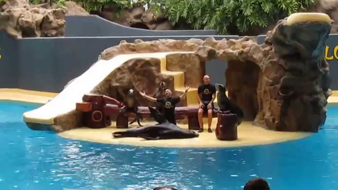 Loro Parque Sea Lion Show 2014 Tenerife