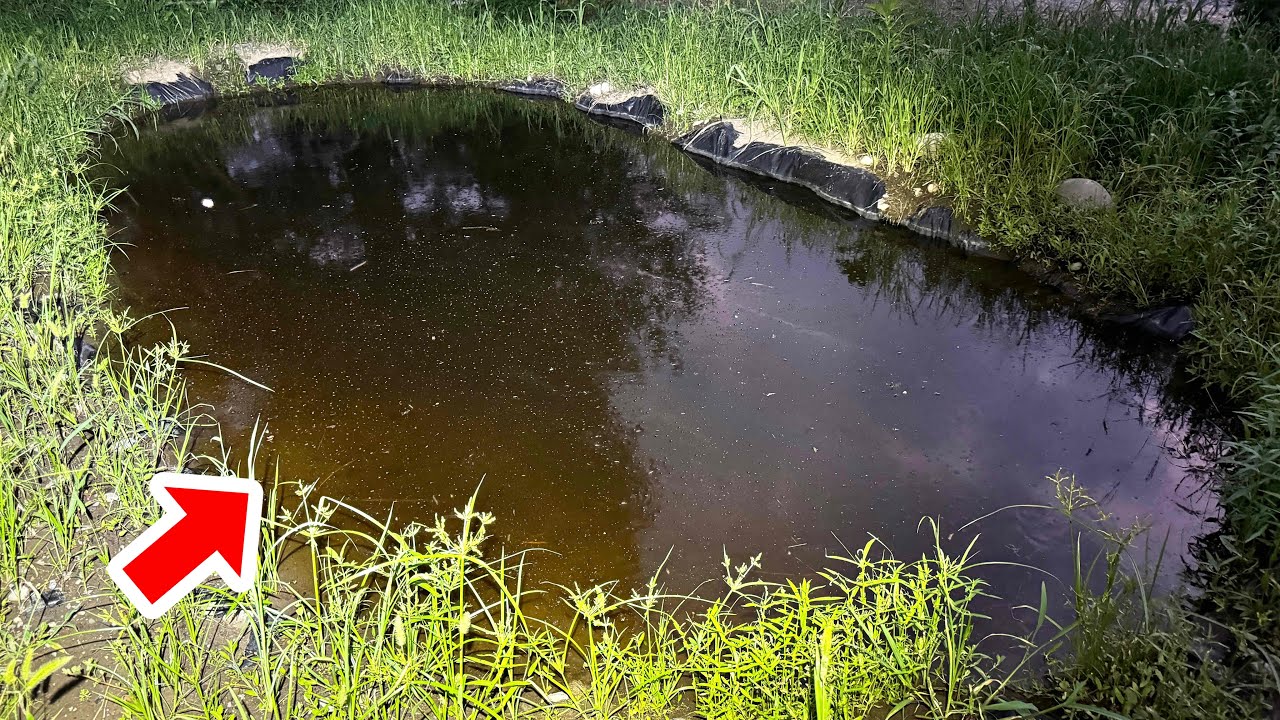 自宅に巨大ビオトープを作って１ヶ月後…遂にあの生き物が来てくれました