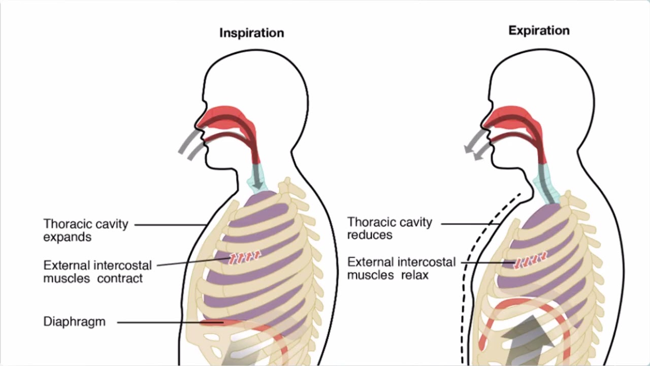 Respiratory System Medical Terminology