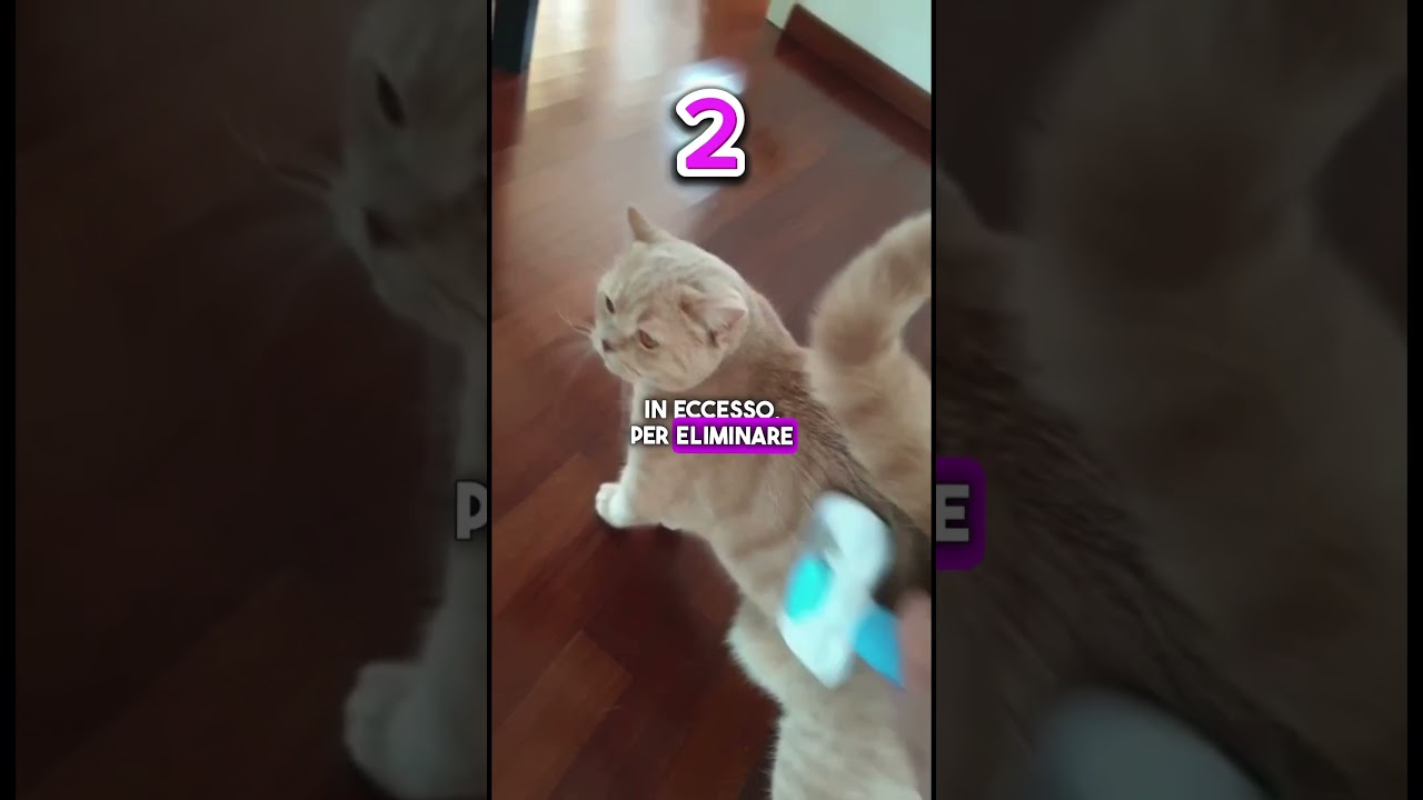 Perch&eacute; &egrave; importante spazzolare il tuo gatto? #gatto #animalidomestici