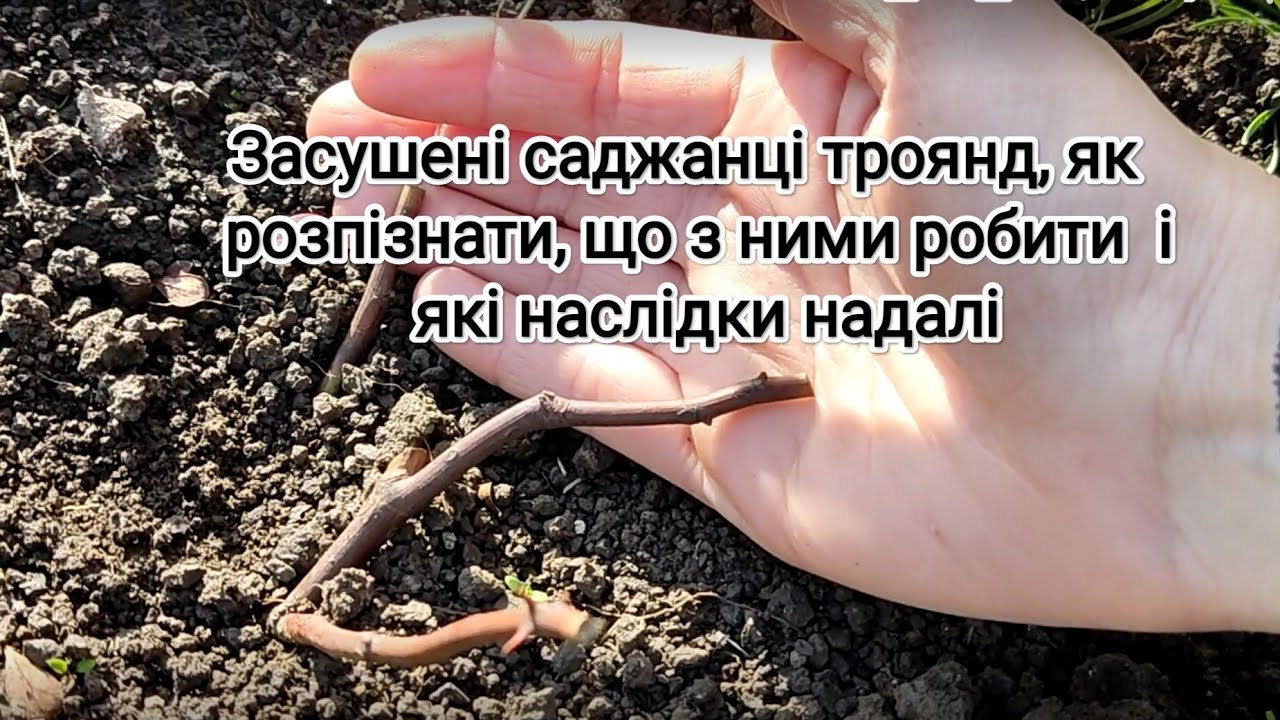 Засушені саджанці троянд, як розпізнати, що з ними робити і які наслідки надалі