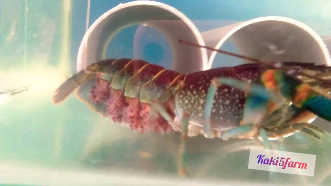 #crayfish #lobsterairtawar lobster air tawar penuh burayak..
