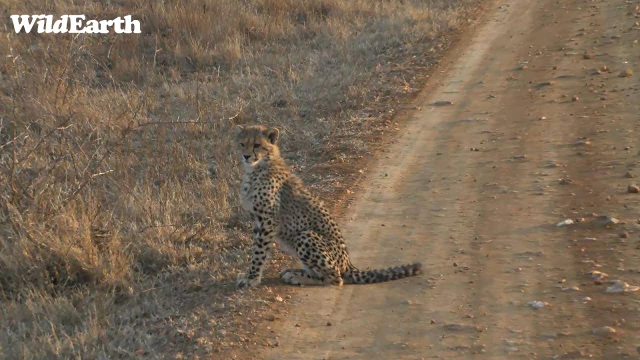 What a treat with the Cheetahs of Madikwe!
