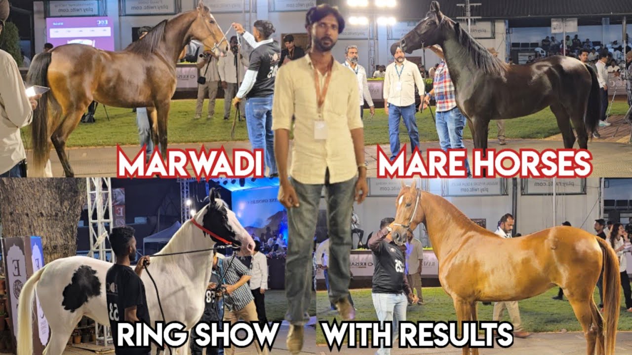 Marwadi 🐎 Show Pune 2025 | Beautiful Marwadi Ghodi With Result | मारवाड़ी घोड़ी शो पुणे महाराष्ट्र