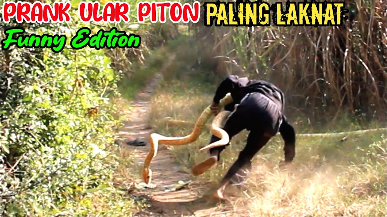 Prank Ular Piton Paling Laknat || Asli Bikin Ngakak 🤣🤣 || Funniest Edition