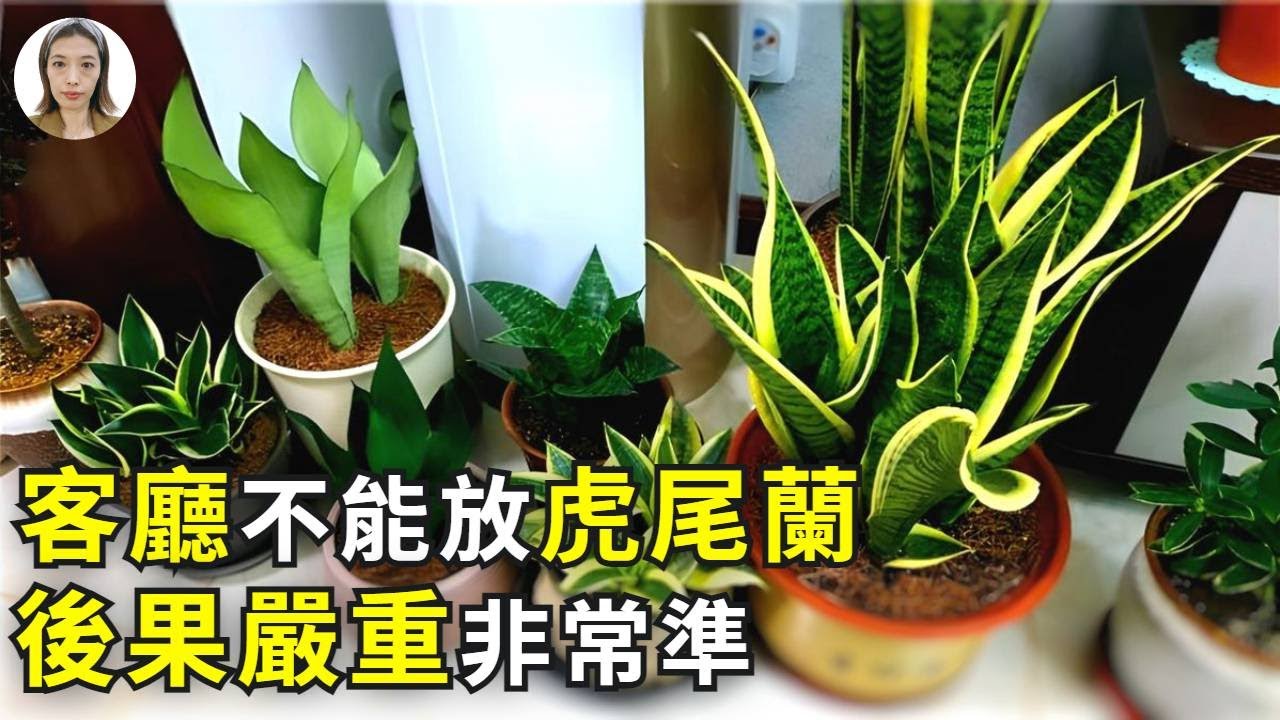客廳不能養虎尾蘭，尤其是這2種客廳，不是迷信已被證實！|虎皮蘭|花花世界