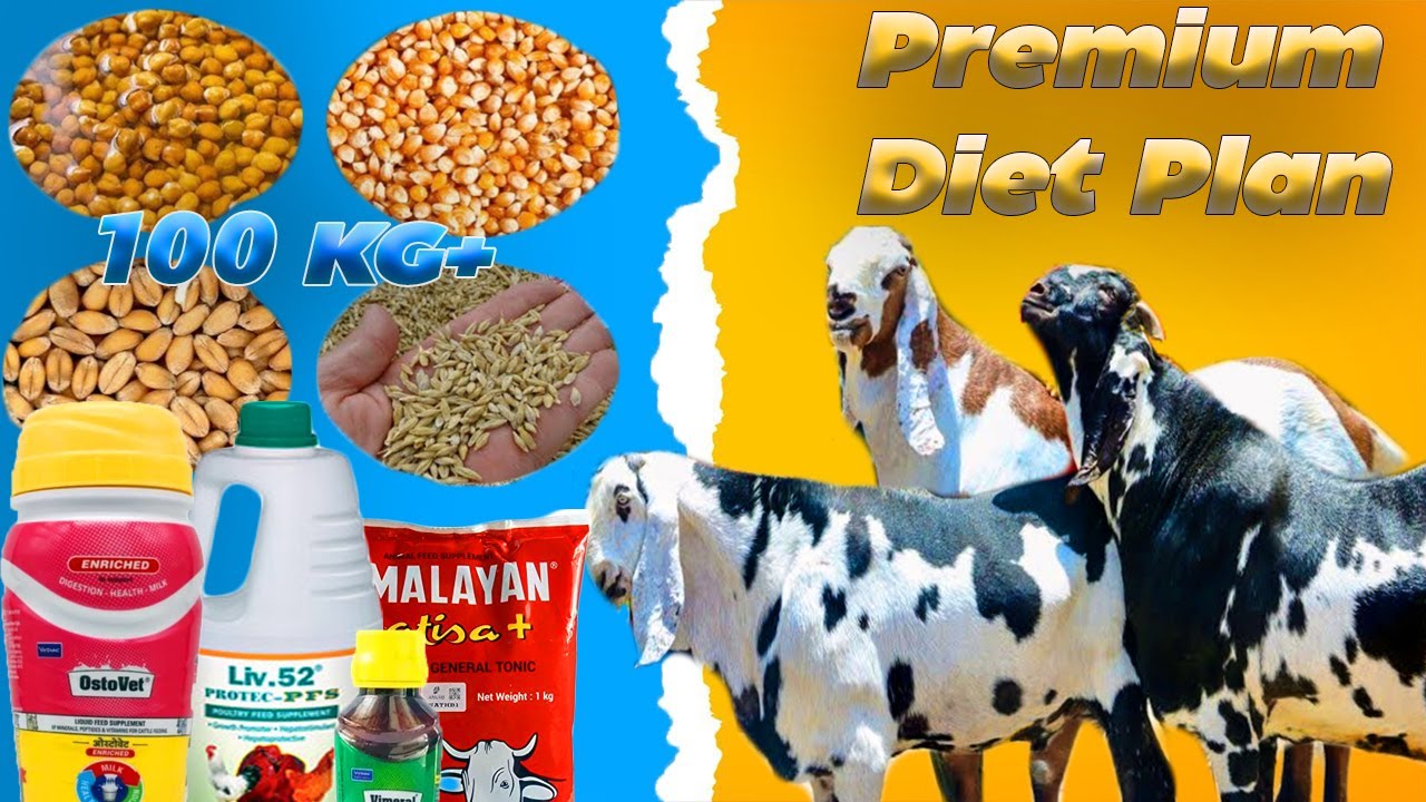WIEGHT GAINING  PREMIUM DIET PLAN FOR GOATS/ SHEEPS | ALL BREEDS KOTA,MALWA,TOTAPARI, VILAYATI ETC
