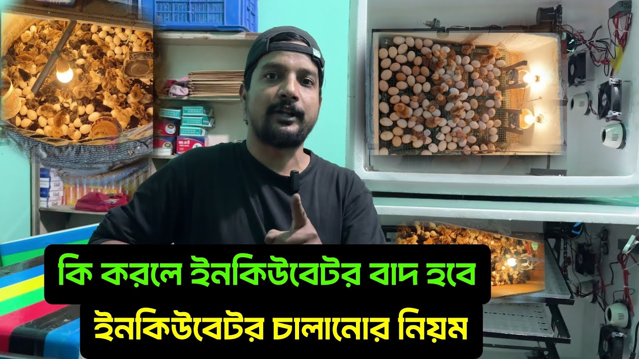 কি করলে ইনকিউবেটর বাদ হবে ইনকিউবেটর চালানোর নিয়ম