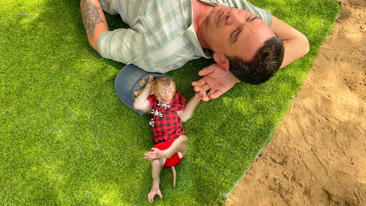 Compilation Best Baby Monkey! Monkey YuYu and Dad 😍