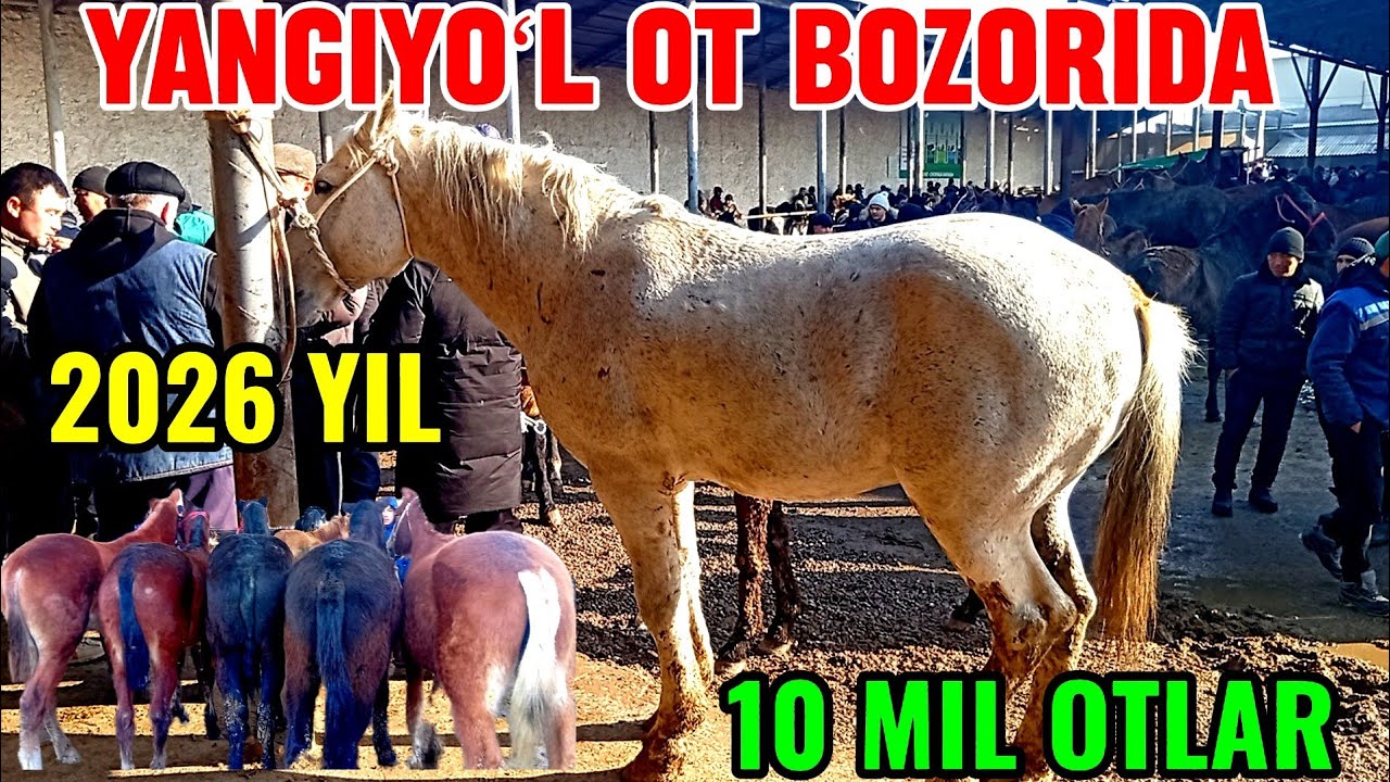 YANGIYOʻL OT BOZORIDAGI BUGUNGI NARXLAR 🐎🐎🐎🐎🐎🐎🐎🐎