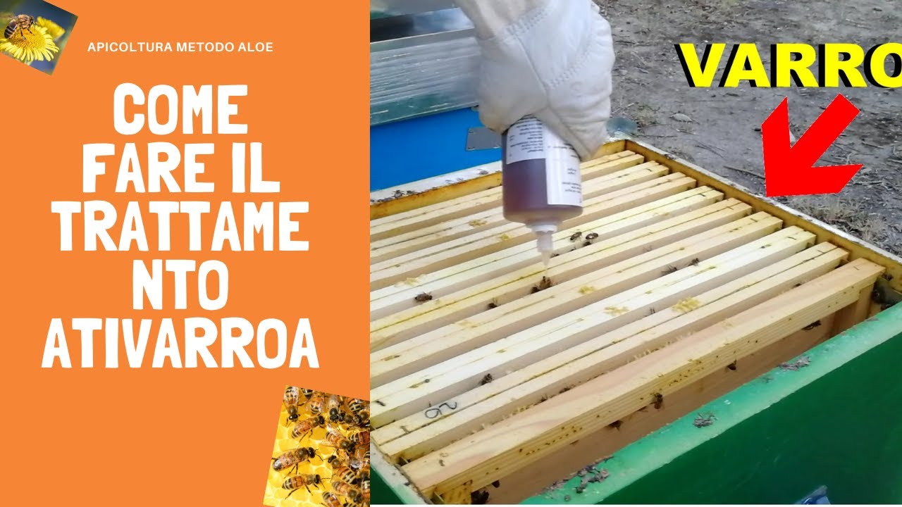 Come Fare il Trattamento ANTIVARROA per PRINCIPIANTI (SENZA BLOCCO DI COVATA)