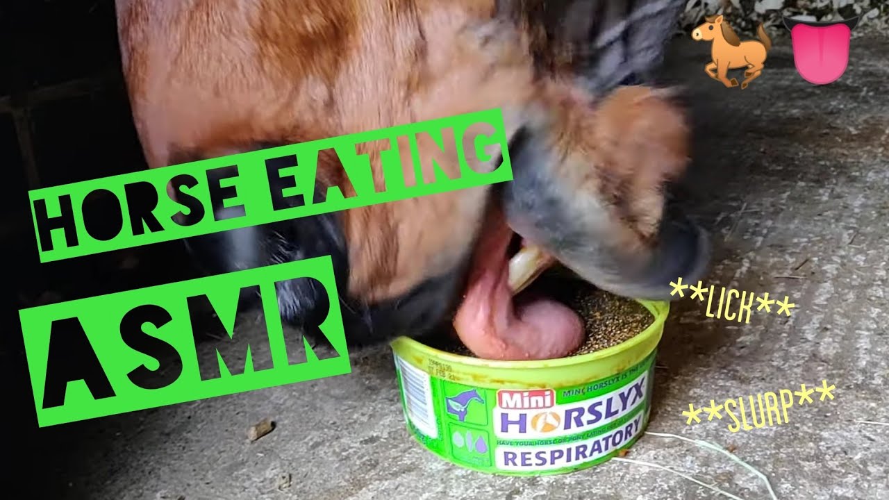 HORSE EATING ASMR - licking and slurping noises 👅🐎