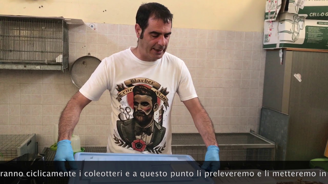 Come allevare le tarme della farina (tenebrio molitor)
