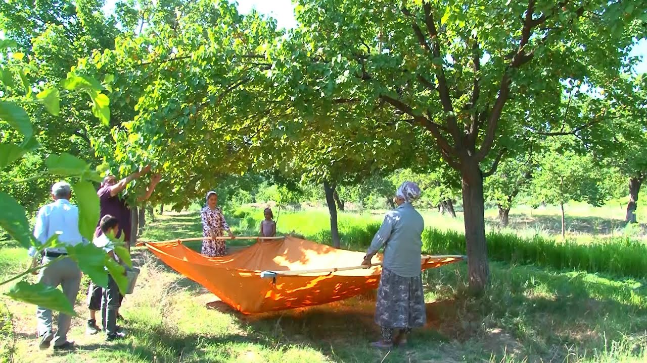 Зардолучинӣ сар шуд