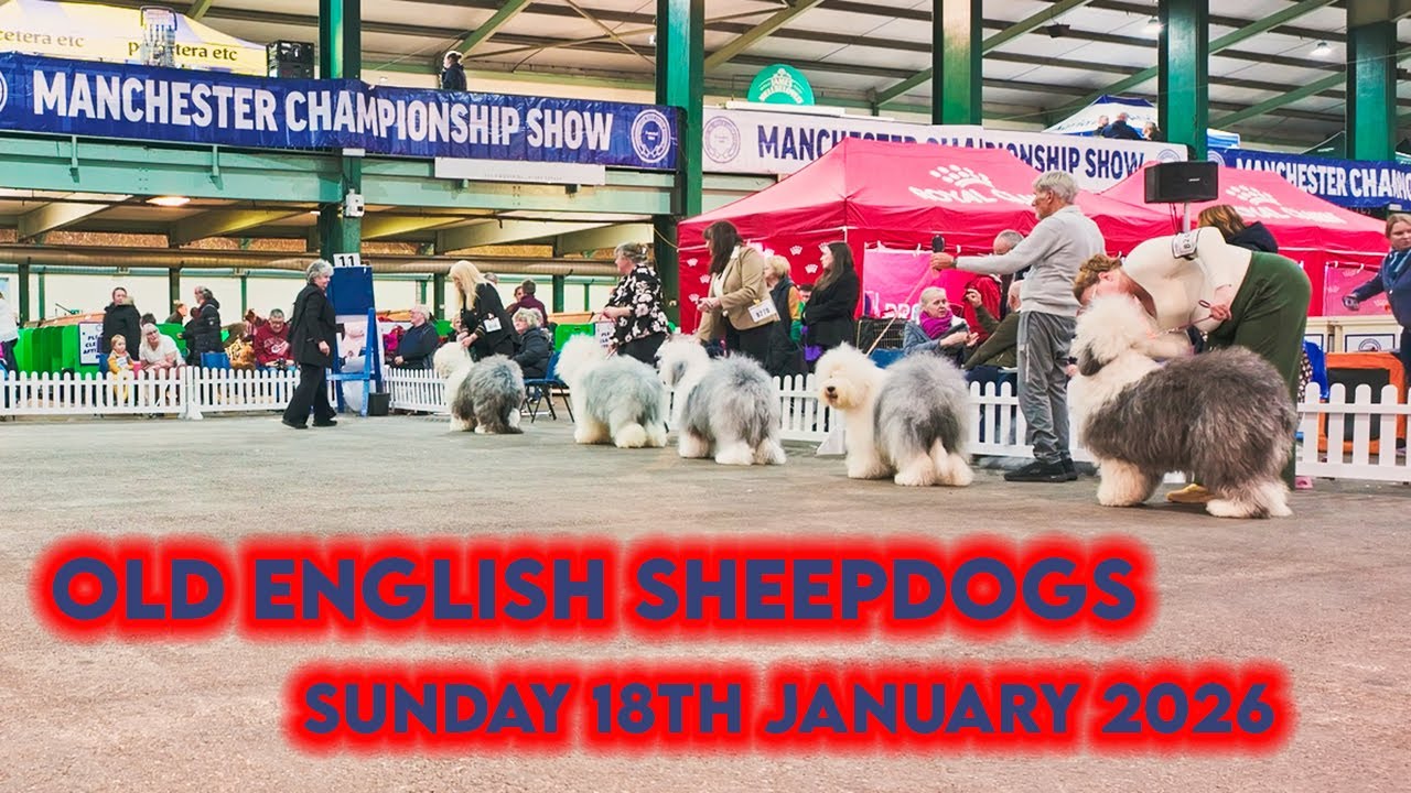 Applejem   Manchester Championship Show   OES   18012026