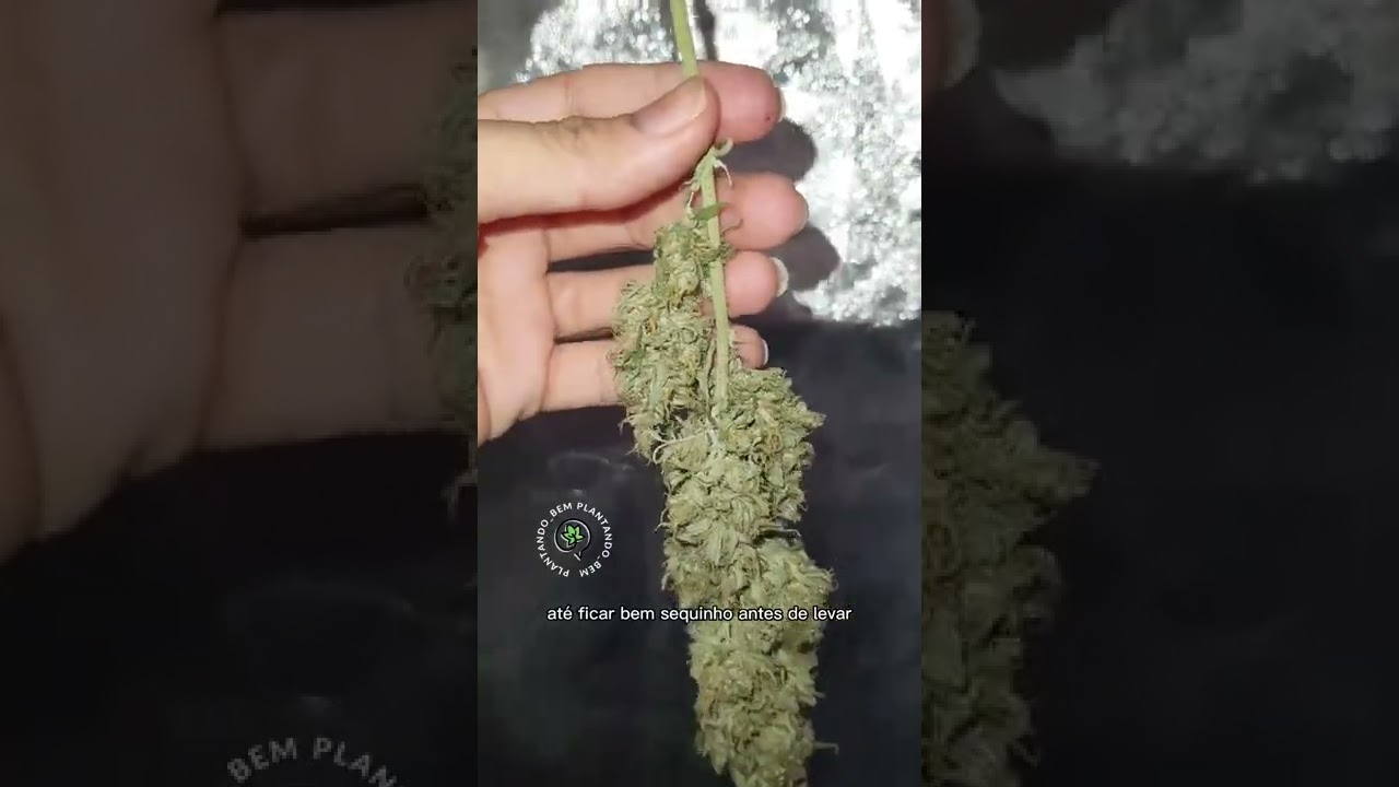 Como sei que os buds est&atilde;o secos
