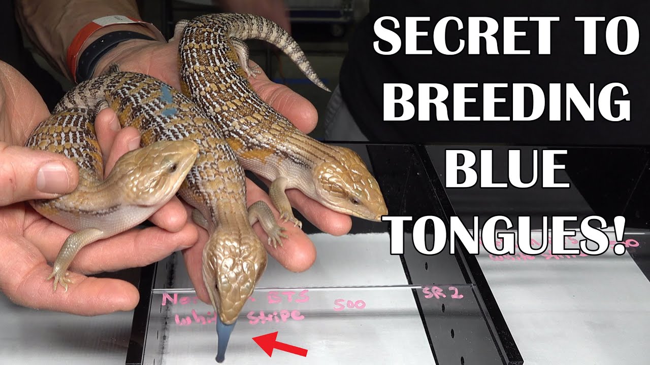 BLUE TONGUE LIZARDS with RON COUTO; Plus Yellow Tail Cribo!