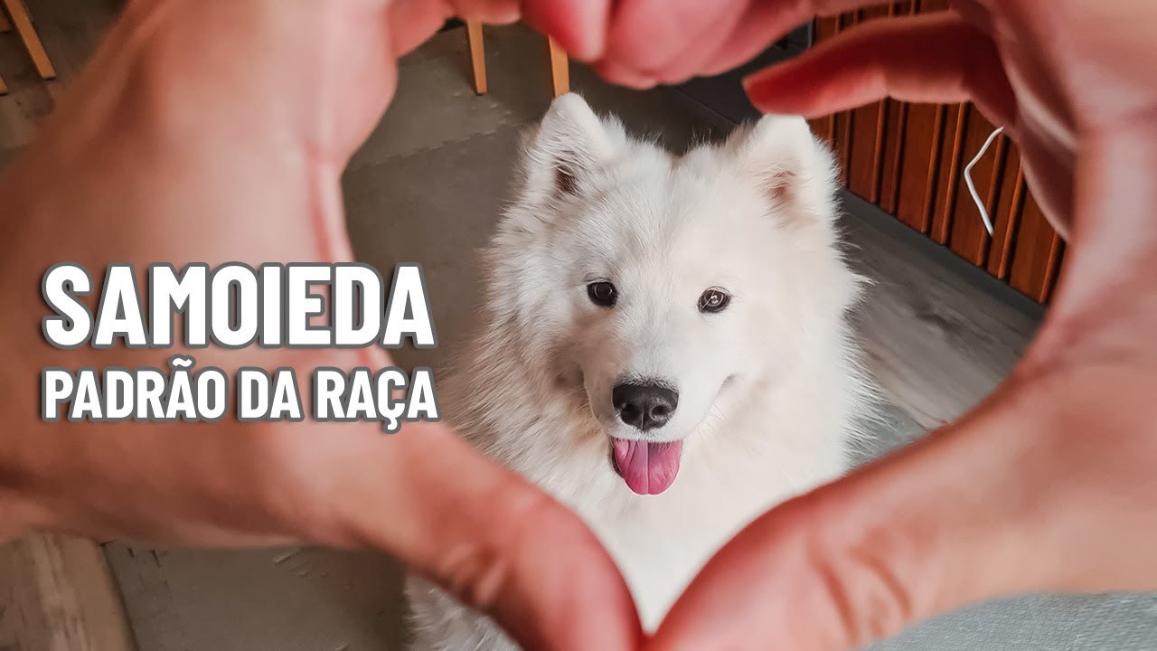 Caracter&iacute;sticas f&iacute;sicas da ra&ccedil;a Samoieda