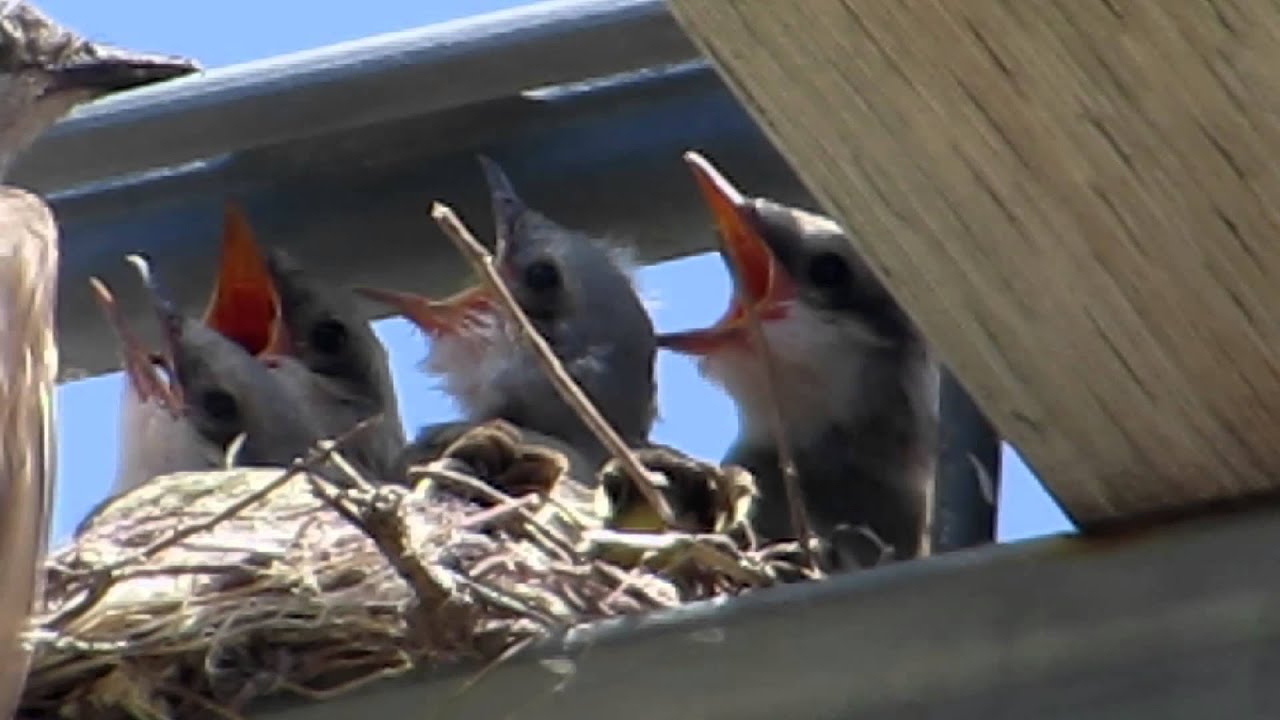 Western Kingbird Nest--NARRATED