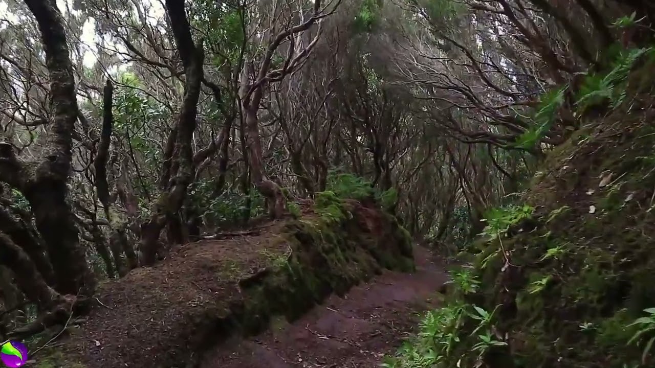 Jungle Walk - Relaxing - Jungle Sound With Birds HD - Nature  (Stress Relief)
