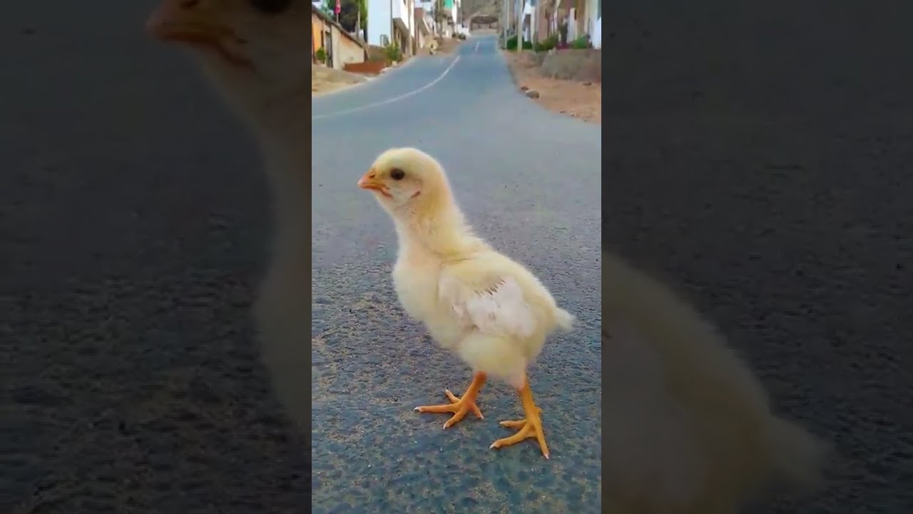 pollito busca su nuevo hogar #shorts #gallos #pollito #mascotas