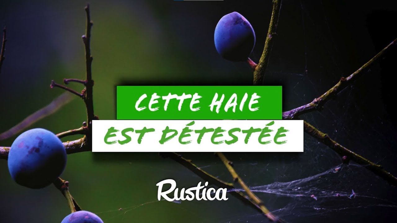 &Eacute;pine noire : tr&eacute;sor m&eacute;connu et mal aim&eacute; de la biodiversit&eacute;